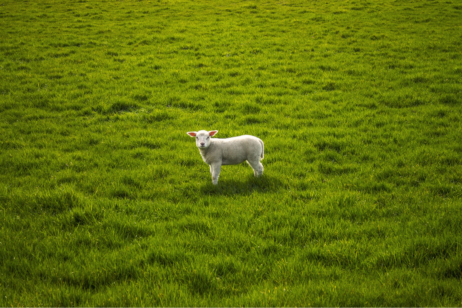 A lone lamb standing in a green field, symbolizing humility, faith, and surrender in poetic prayer