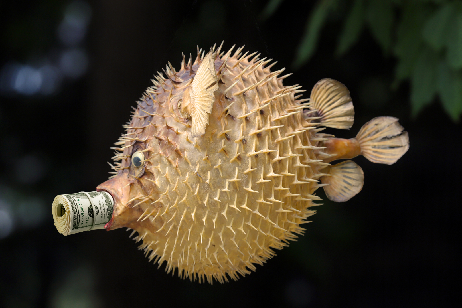Inflated puffer fish underwater with spines raised, holding a roll of hundred‑dollar bills secured with a rubber band in its mouth.